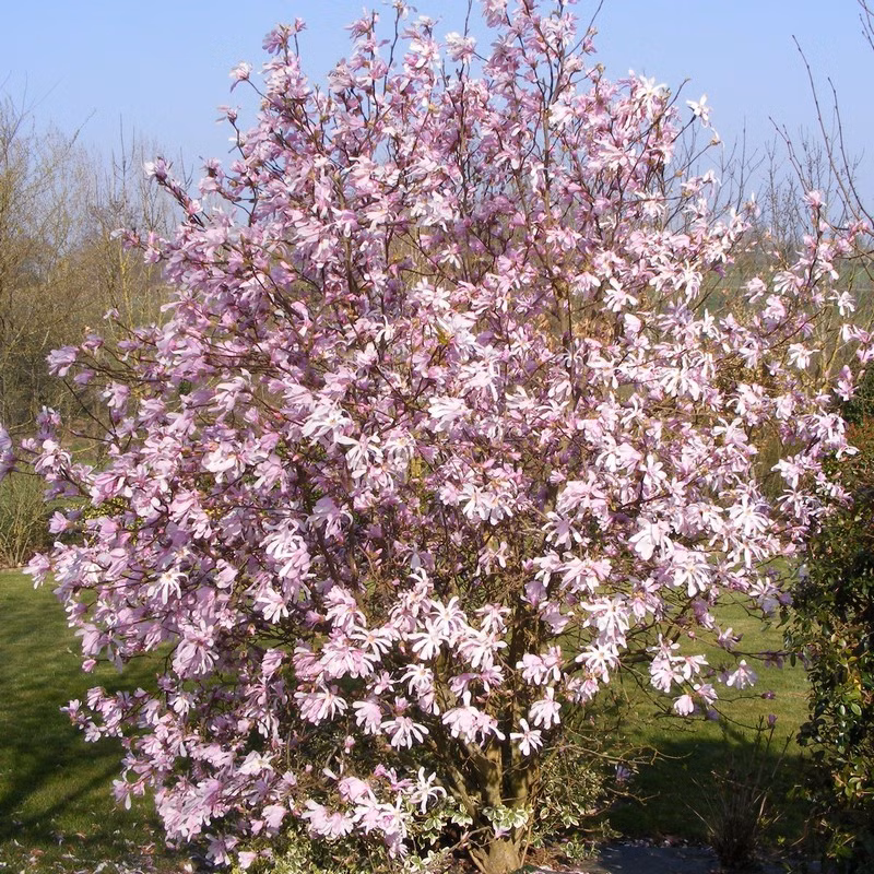 3c523d4ab95a412236a537f44554fb32