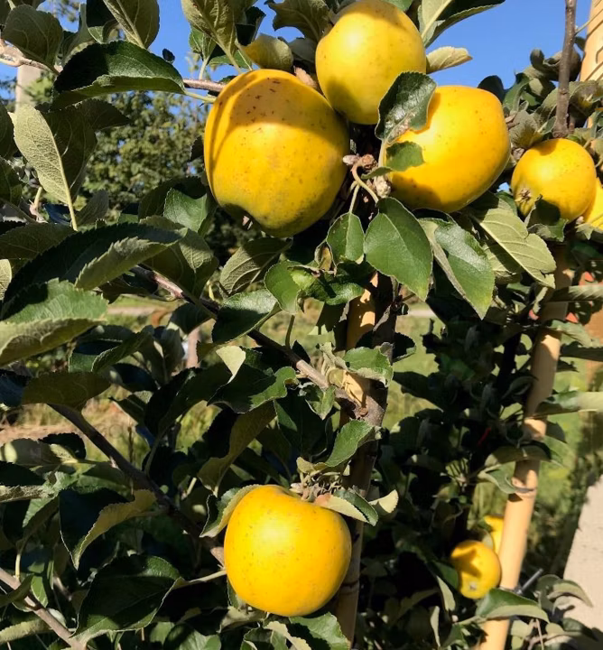 3c53a7b22b59a4b6e2e12c68cf3a2531