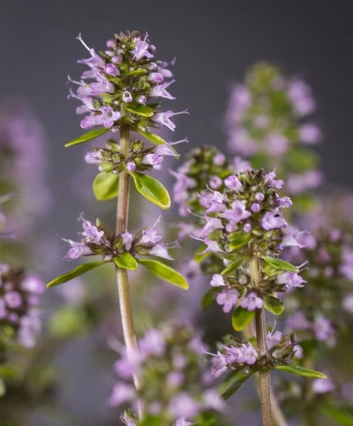 3c5d425c9e3de4ec389adc7d00a624b0