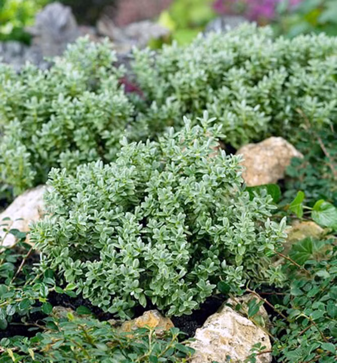 3c79c3146850eea5b7b28ffe0bdabe98