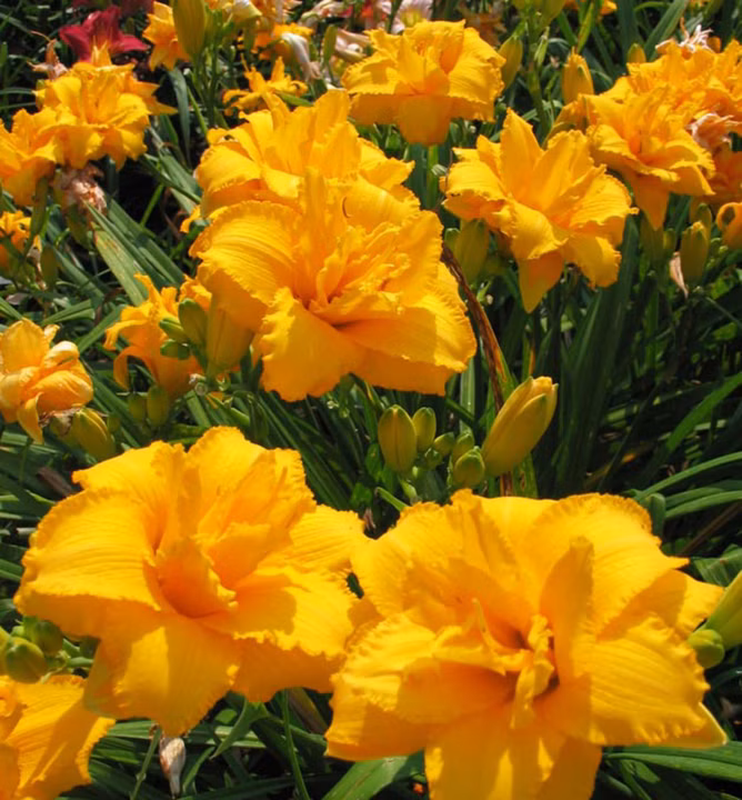 3c87a12e6b4e87bf9c2a34cff6fa2eb7