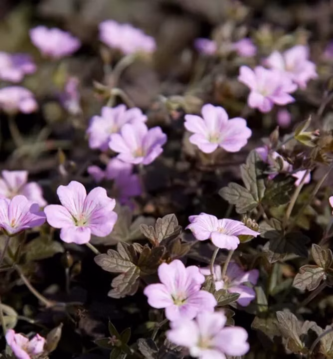 3cc852291d36f58c1866717300f62bc7