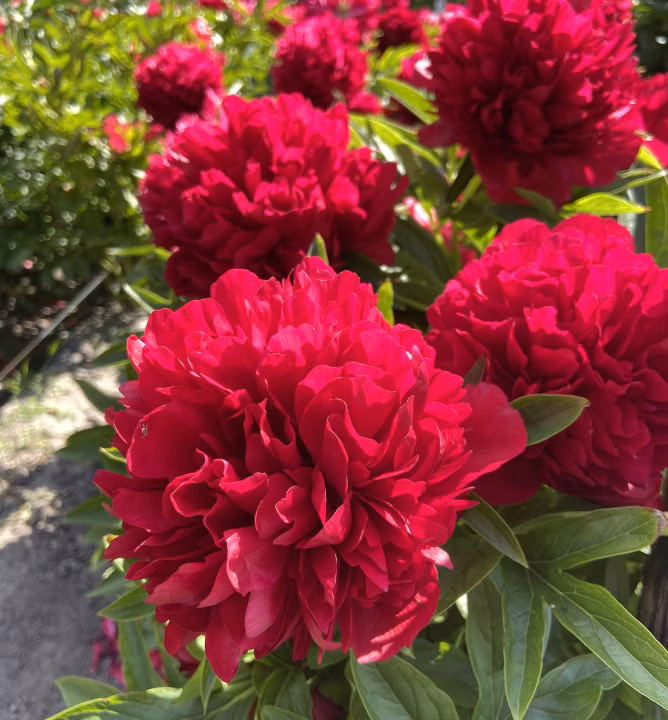 3d03554efb26b316e380832375457b1d