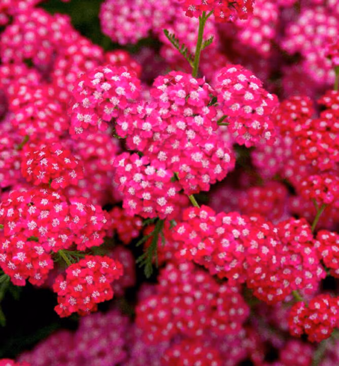 3d27a33bee8be0aea3517f1371f52bd6