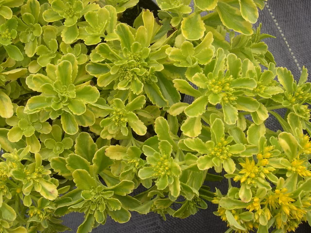 3db330162d62005d22a9cd15f33e6a7e