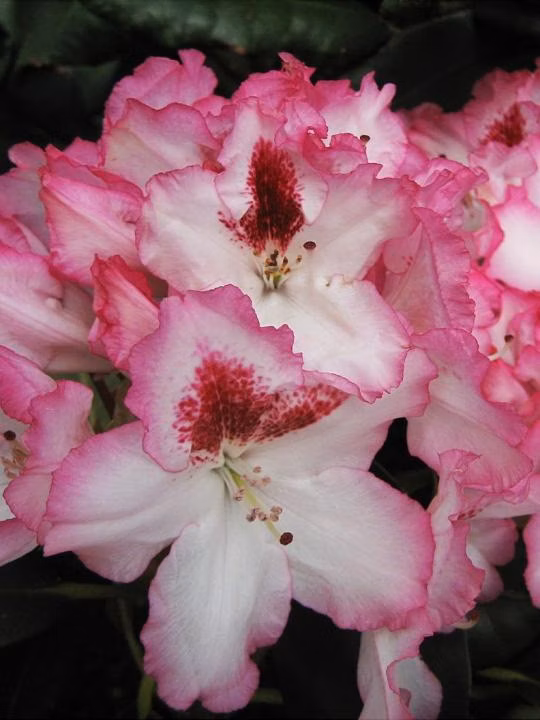 3db78e519ce0bdd1d40e5530a5bfa6ed