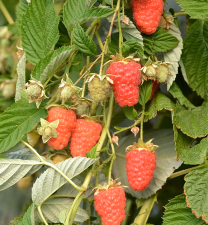 3dd75cf69e7b098beec2273c1b0709d7