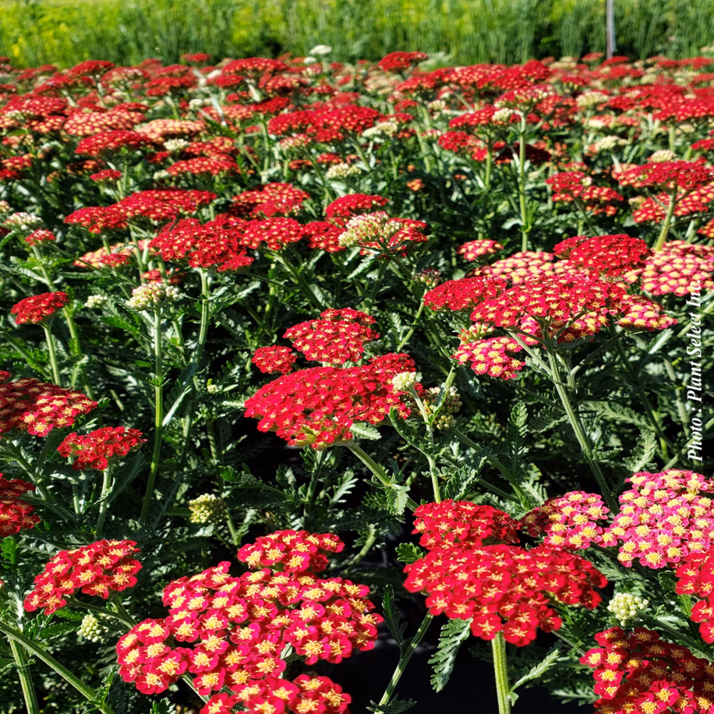 3e13d34ca9bf1129e7fa84e82d93f1da