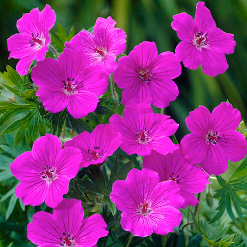 3e405c93a9a926cf7a753411fa3efc10