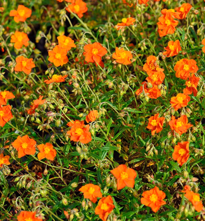 3ea7233359c1b68299bfd34d02faea92