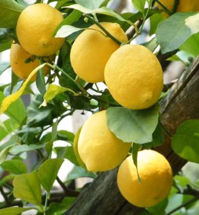 3eb0beba819fae5d42a9f244f25d9341