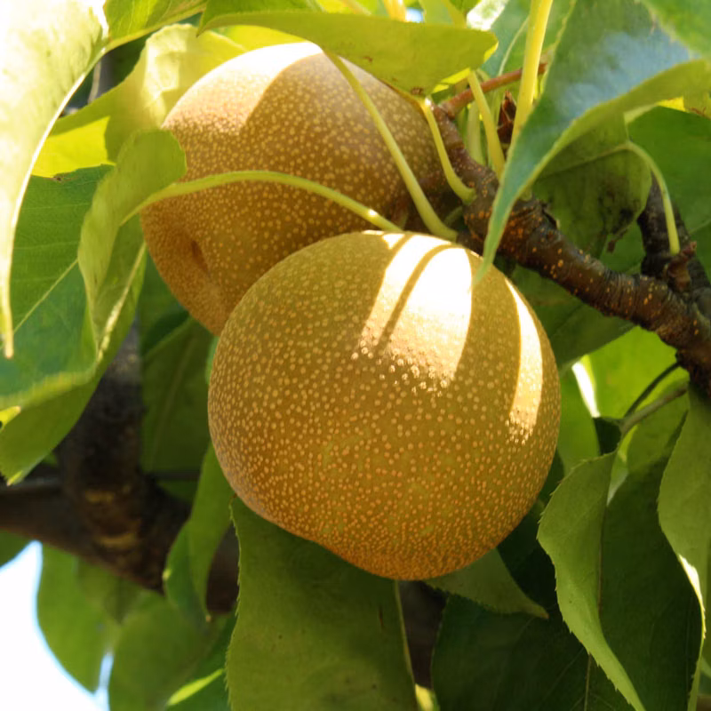 3f0879ebf0da977bca40fa83f496b87a