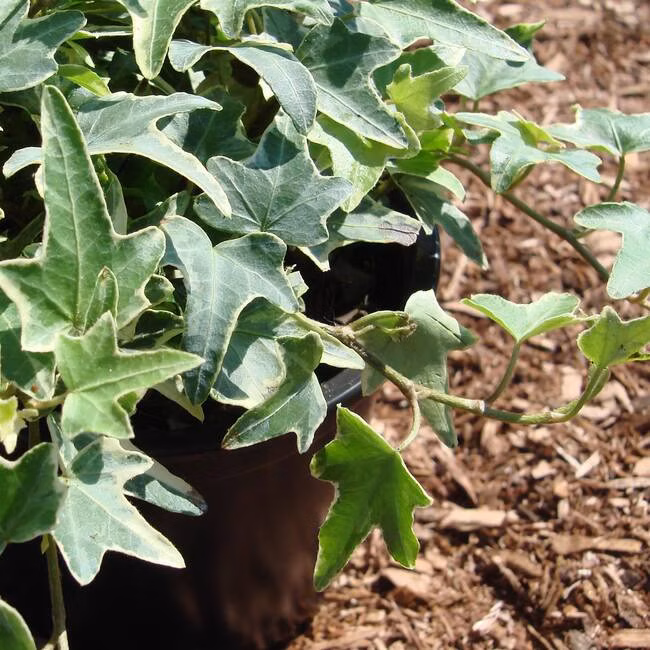 3f0e13c973d97ff11393083214d4e70c