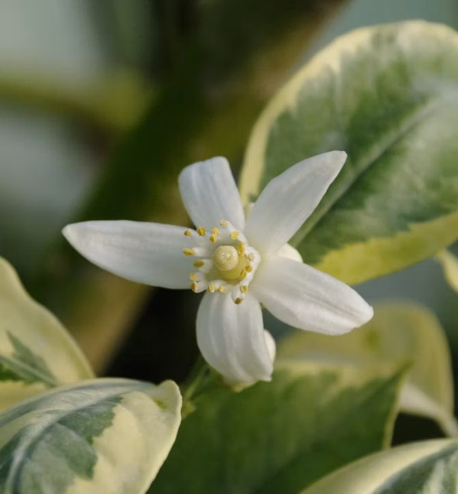 3f0ec80def6f7f213090b26332cb5552