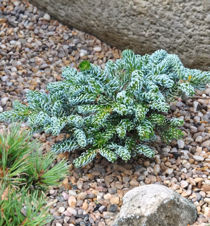 3fc3a88762b2768f712a66d0c5dd2e21