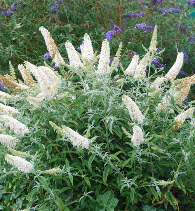 3fc427489df1be5b32f270433534c966