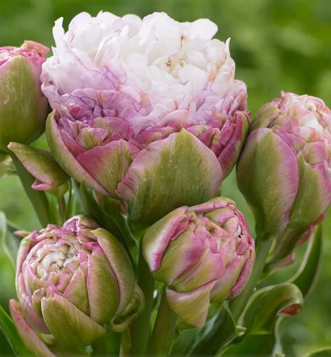 3feaf6ad5dc833e1ff7ae4d2a88d4c0e