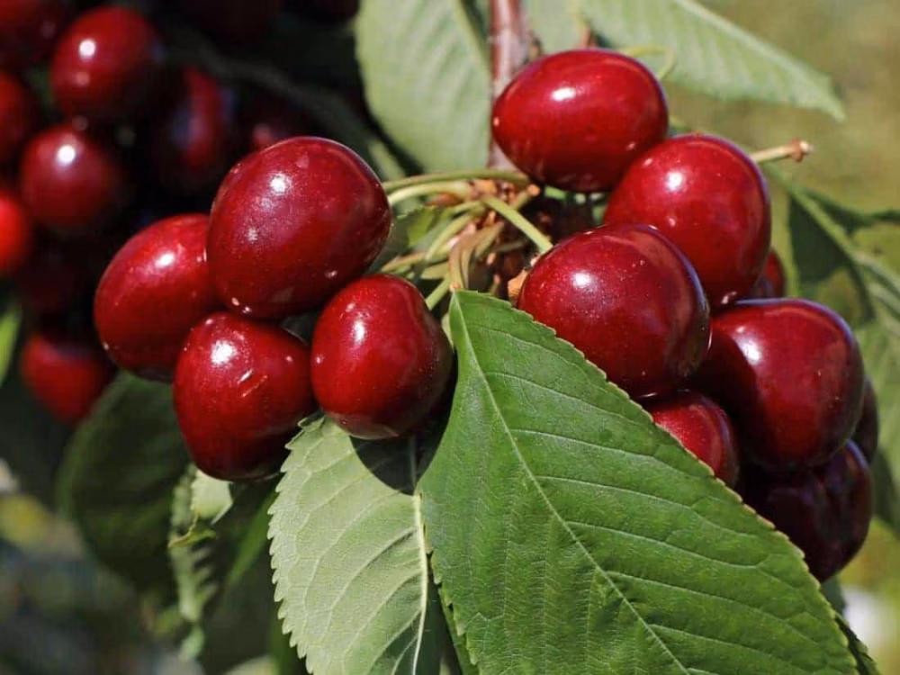 3fee32fb60fa798e35903e9deccf2678