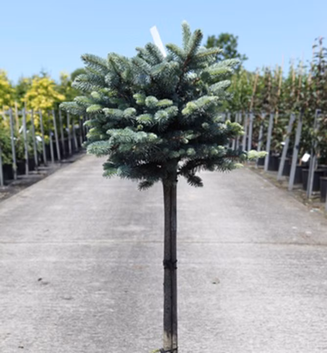 4092c5842c1446ae72ebb068f6f2b749