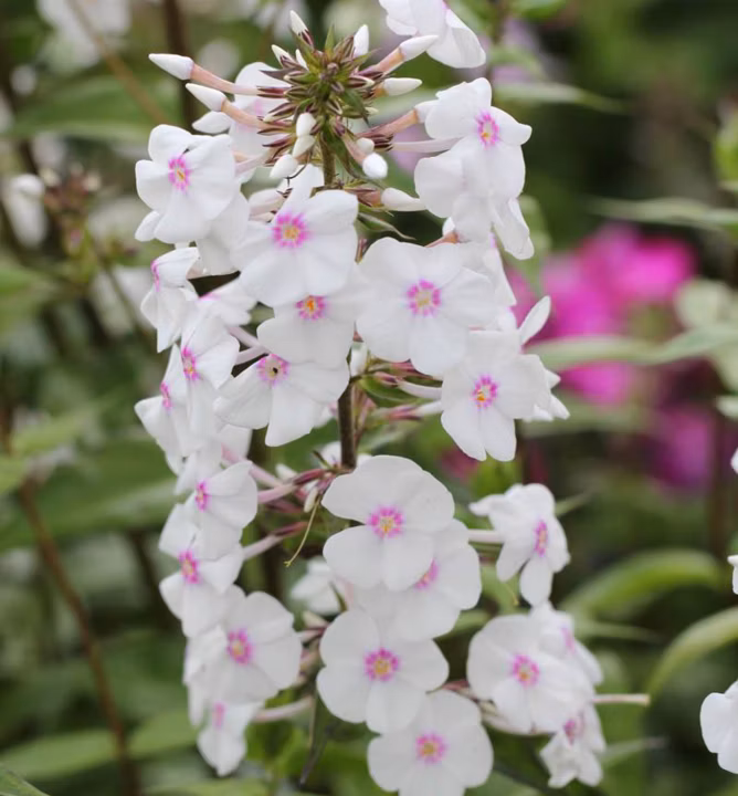 409abdaab954c176c88998d81f3f0c86