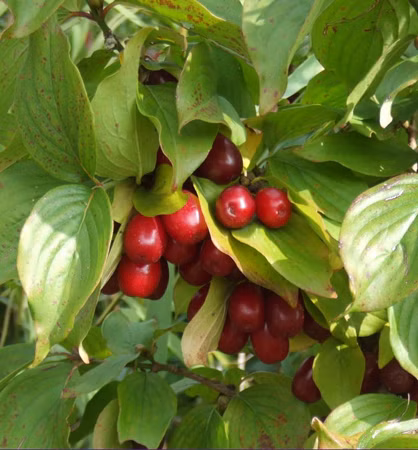 40f449302de51bf0e509b922c1136a3f