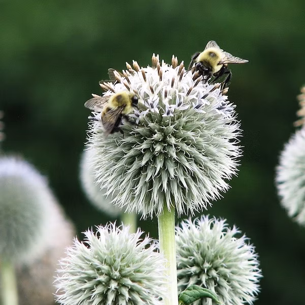 40f8728aa4252c76fc5a738a23b8ba55