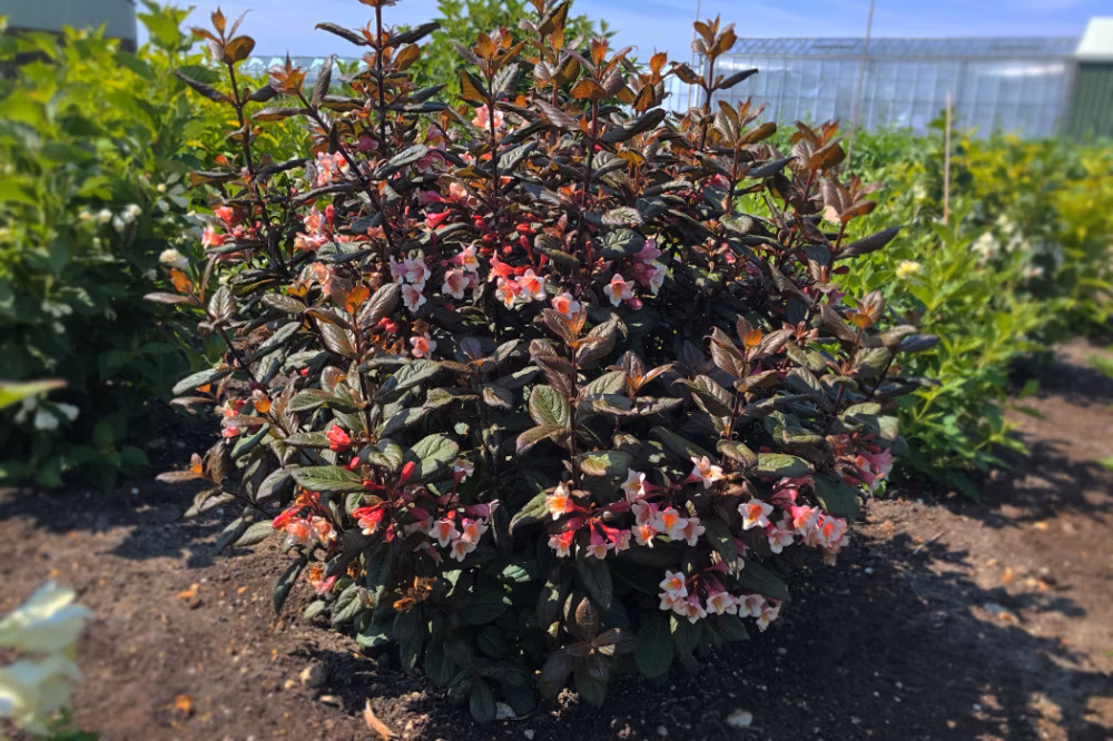 410f9e8d846f22479111a334a0561a6c