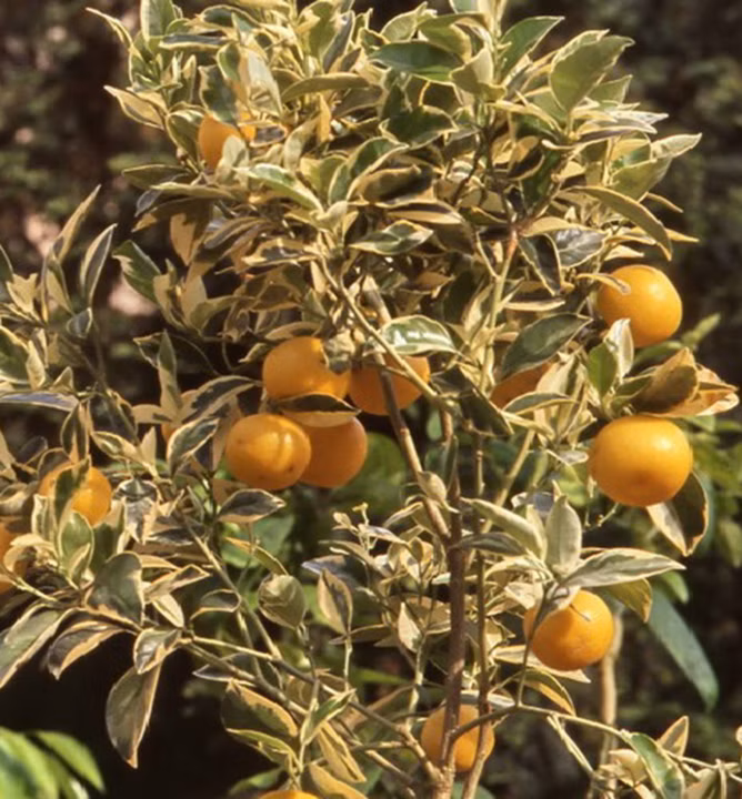 4115f9510d36a0855c74977f7fee4647