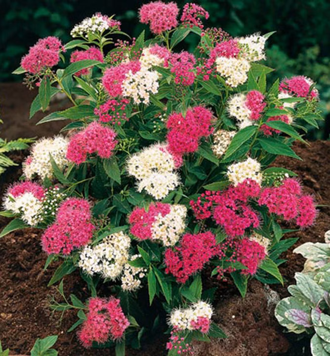 4141d4c7af2abb1ffbc75ec6e75801ea