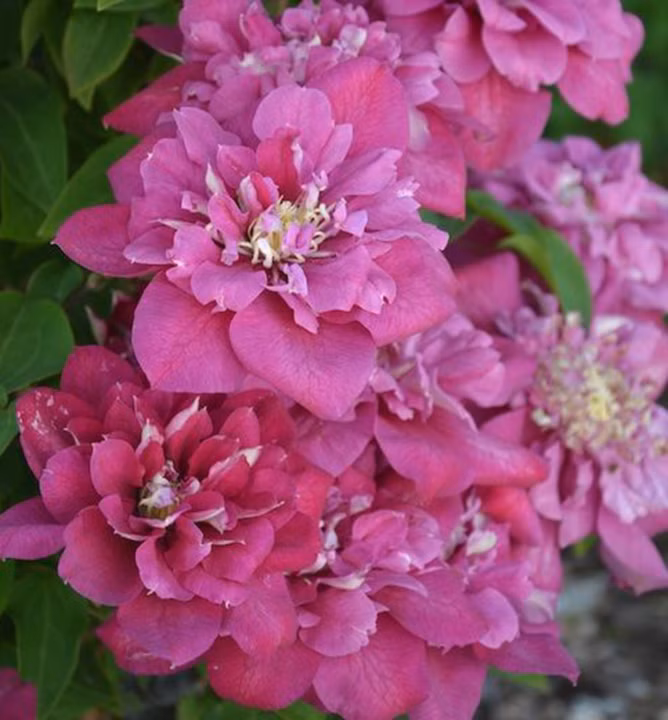 41cc410d2778cbbb24783171b0205a4d