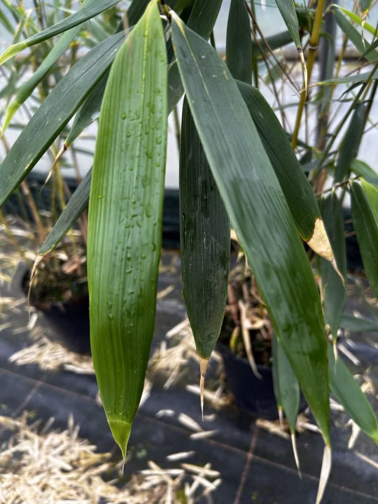 41d5b27564cce570062056cd3b8db126