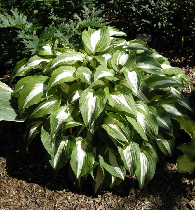 41e0e3219821b53c1ad1de5acd542969