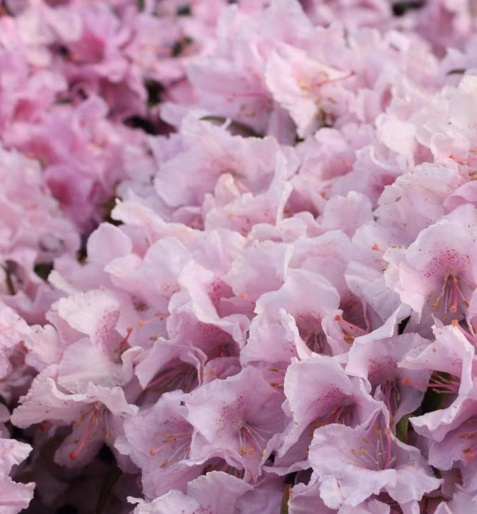 4205e63cb1a69fc1f69b312f954b6b98