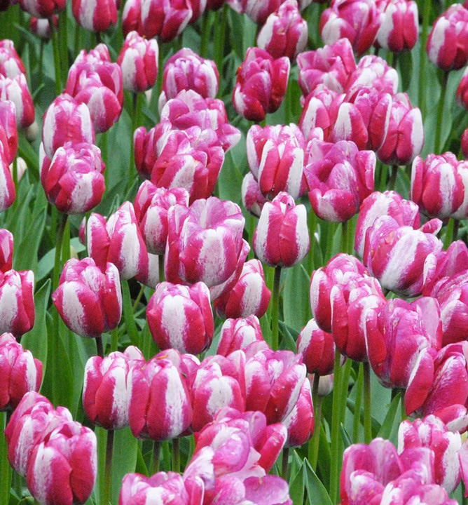 420d0bb1e26594a621bada0ec9c16f02