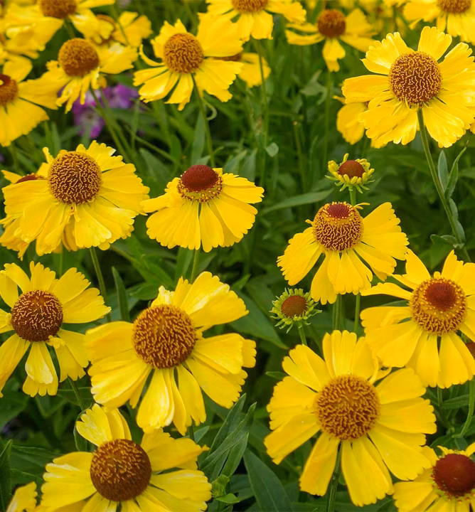 4227a2f30180273ca10c42e4700979cb