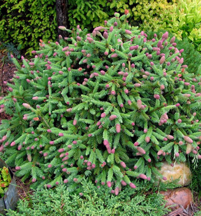 4242a68b1abb478c368c5a31983cb3de