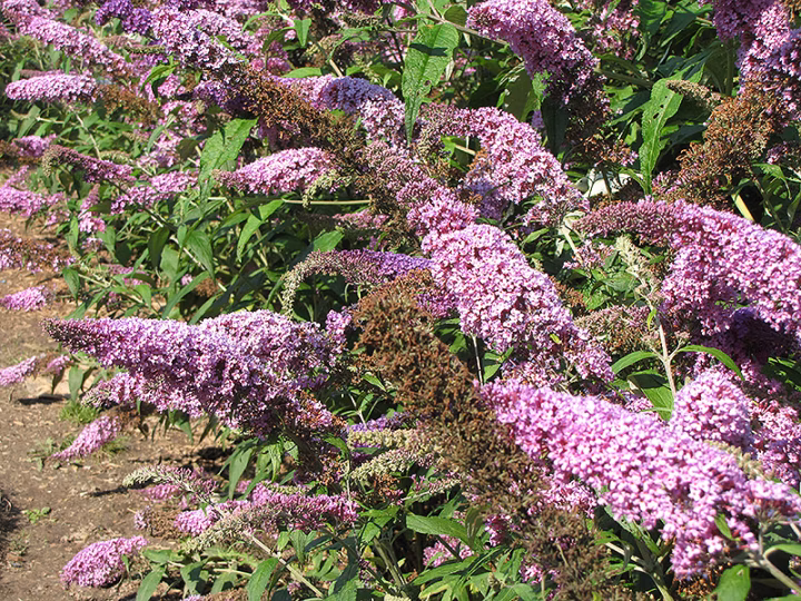 425bad18df29c0c72afa8bba41348ff3