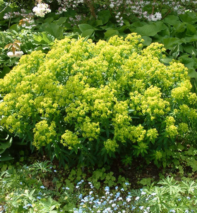 425da83c45caba69e9177ce78c95ea3a