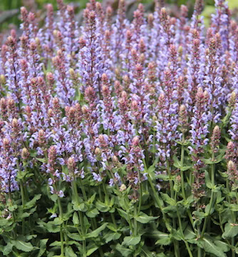 42a76d0e119a20c4ecb2f3a003895b11