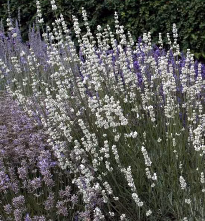 42f736a470b3e59b86ae261d8b4a5642