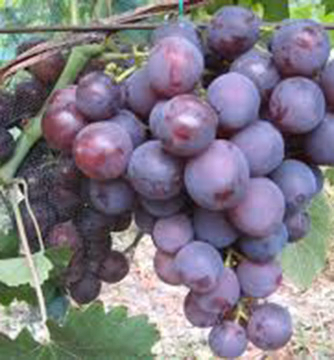 43065303e4c46296bcf96f60dd293b7e