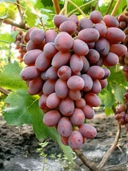 431166adbfe92d3e92d6a30ffbe75a5e