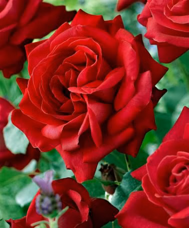 4317f4014a2a7bf416f21adf871ddd1d