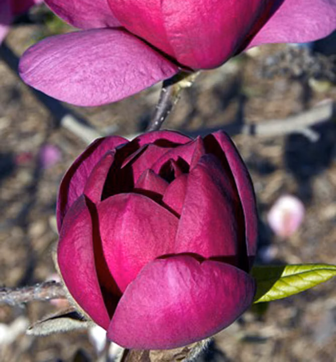 438b65a1e430a5a10cecafc32db42fc5