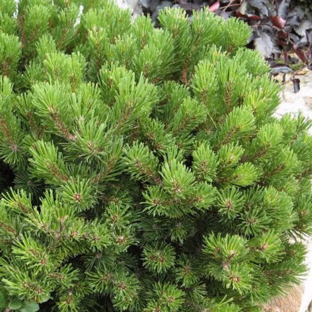 43ab611bde51cf0170bbea340d4069ba