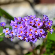 43b525e082611110ac13ccb81e5251c1