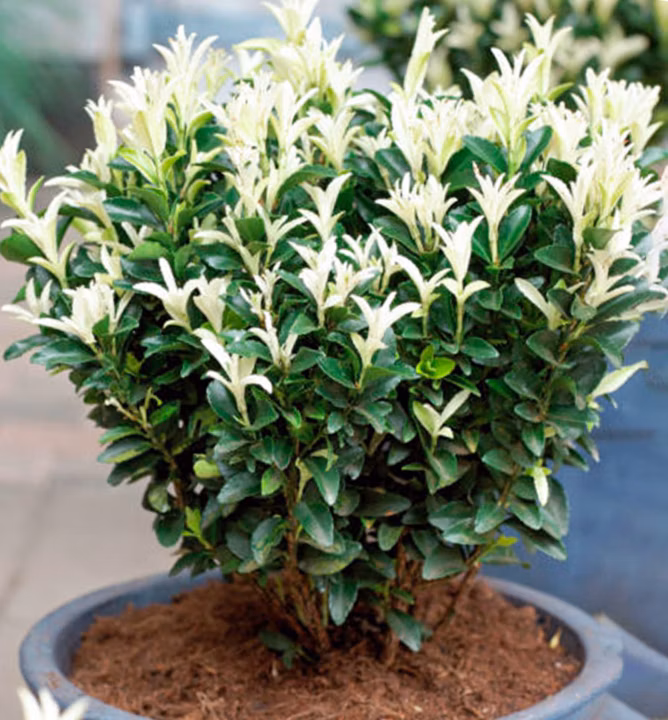 44072903f39a10f1031e69591549512f