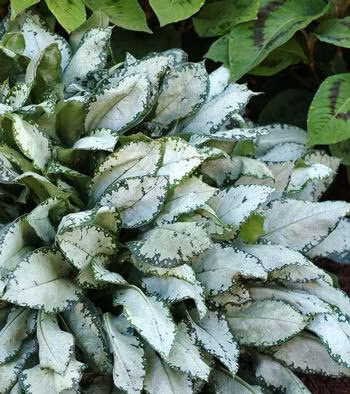 44161b6d1aa39b2a4371e031bbcc85e0