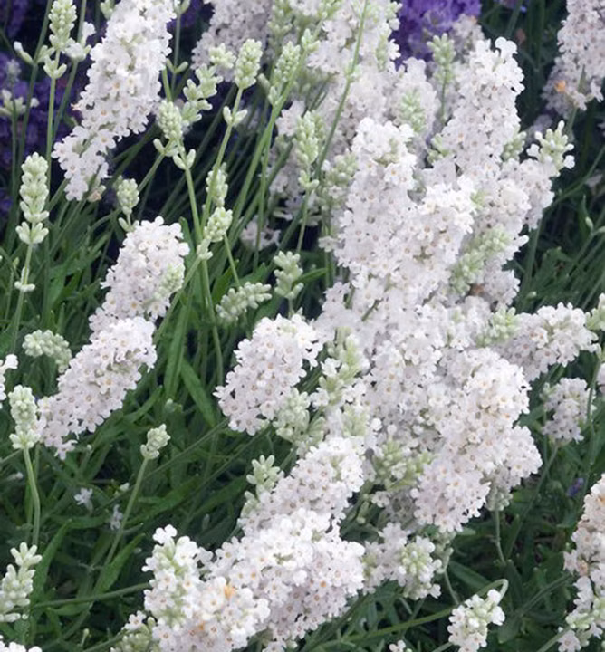 4429a86bccf4c3316f45f1e11664a08b