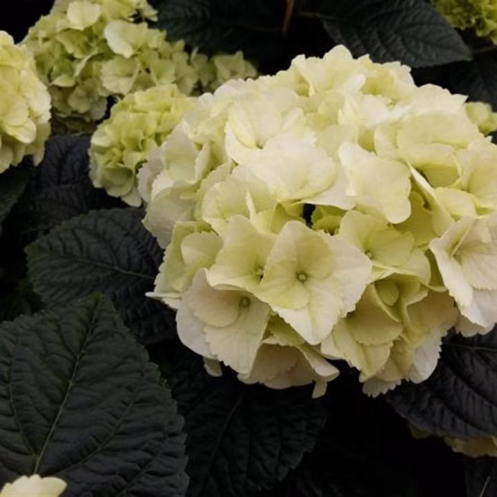 4431f2608c86d1af6194d4462528061e